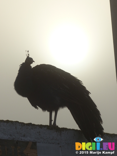 FZ022559 Peacock in morning mist